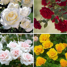 Rose Rosa spp. Seeds for planting in flower bed