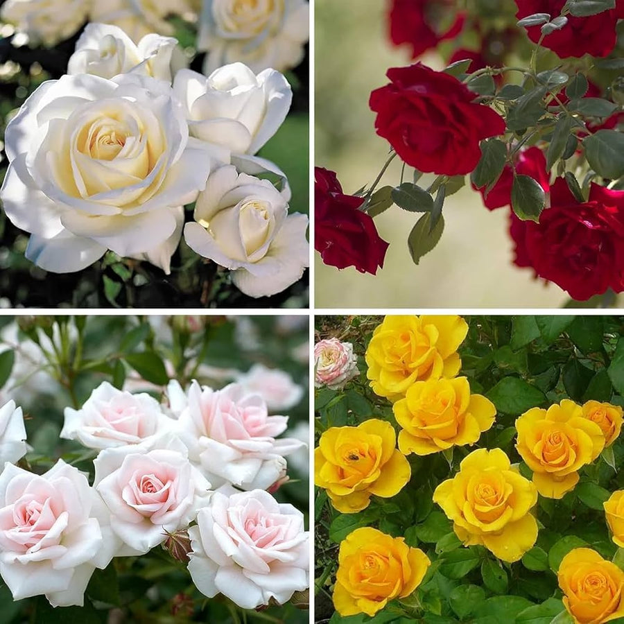 Rose Rosa spp. Seeds for planting in flower bed