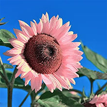 Light Yellow Sunflower Seeds prized for pieces, Red Sun Lucky Blossom Flower
