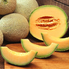 Karamel Melon Seeds for productive rows in the Summer Gardens