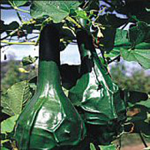Maranka Dinosaur Gourd Seeds (Cucurbita maxima) for growers stocking the vegetable gardens and novelty patches