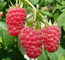 Raspberry Seeds (Rubus idaeus) for sweet homegrown fruit in the vegetable patches and home orchards