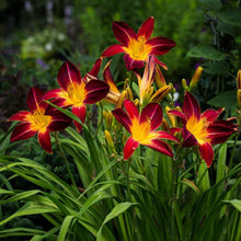 Daylily Hemerocallis spp. Taglilie flower seeds for planting in home garden or backyard landscaping - for planting in home garden