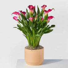Calla Lily Bulbs (Zantedeschia aethiopica) for a lasting display in the Elegant Flower Indoor Pots