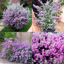 Purple Sage Plants for cooks growing their own fresh herbs