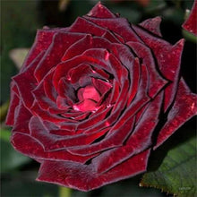 Rose True Blood Black Perennial Seeds for gardeners building out beds and borders