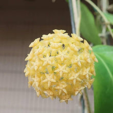 Hoya Carnosa Seeds for gardeners building out beds and borders