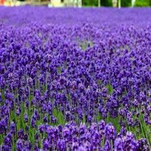 Lavender Seeds (Lavandula angustifolia) for a fragrant addition to the Flower Bed