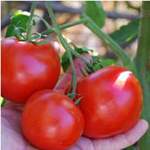 Carmello Tomato Seeds for home growers seeking a reliable harvest