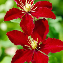 Clematis flower Seeds (Clematis spp.) for climbing cover in the vertical gardens or climbing trellises