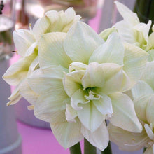 White Sunrise Amaryllis Hippeastrum Seeds for a lasting display in the Flower Bed & Urban Garden