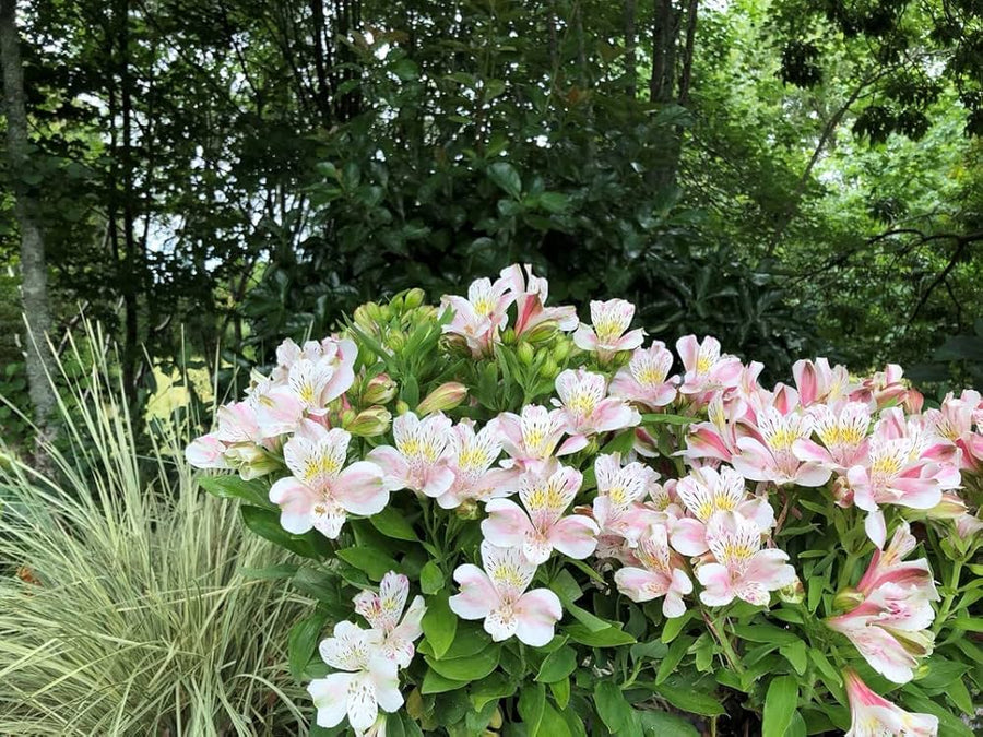 Peruvian Lily (Alstroemeria spp.) for planting in garden decoration