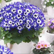 Blue Daisy Cineraria Seeds for colorful blooms in the flower bed home garden