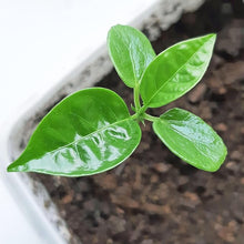 Passionflower Tree Seeds for long-term planting in the Garden Decoration