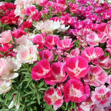 Godetia Dwarf Mix Seeds (Clarkia amoena) for growers filling out the home garden flower bed