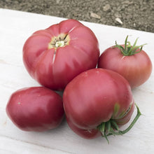 Abe Lincoln Heirloom Tomato Seeds for a productive addition to the vegetable patch