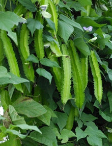 Winged Bean Psophocarpus tetragonolobus for planting in vegetable patch