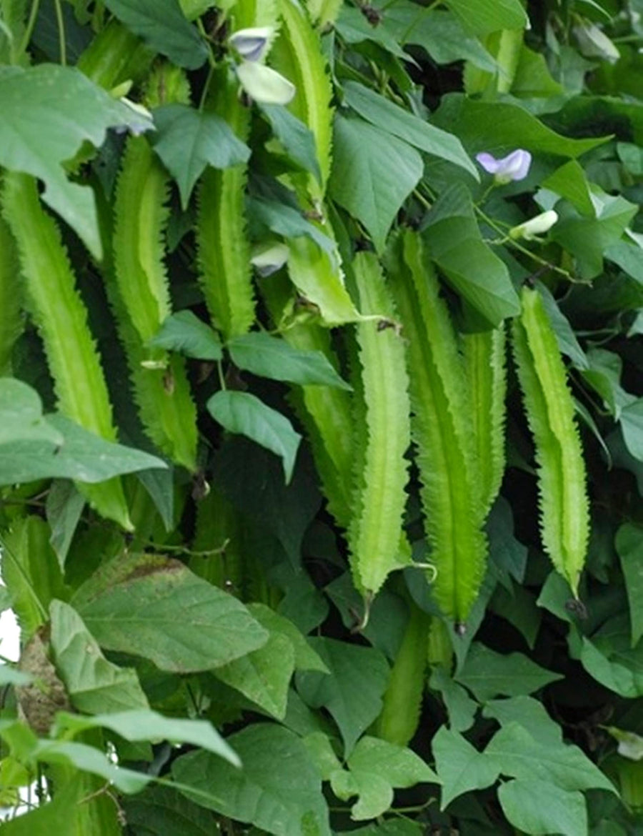 Winged Bean Psophocarpus tetragonolobus for planting in vegetable patch