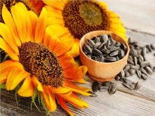 Sunflower Helianthus annuus for planting in flower bed