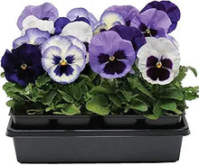 Pansy Matrix Ocean Breeze Mix Flower Seeds â€“ Cool-Hued Blooms Ideal for Borders and Pots