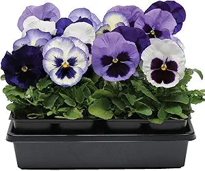Pansy Matrix Ocean Breeze Mix Flower Seeds â€“ Cool-Hued Blooms Ideal for Borders and Pots