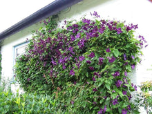 Clematis Climbing Seeds (Clematis spp.) for vertical growth across the Vertical Garden