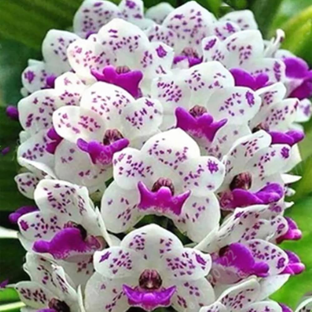 Gloxinia Sinningia Speciosa Mixed Color Flower - for planting in home garden
