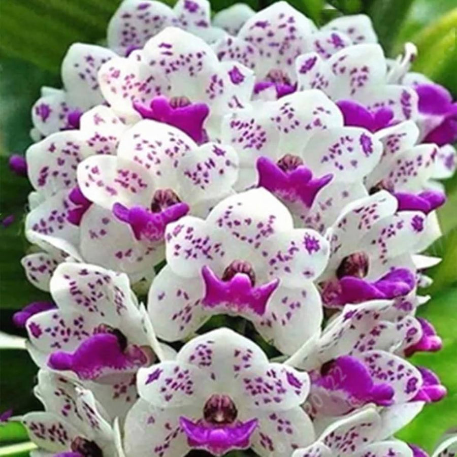 Gloxinia Sinningia Speciosa Mixed Color Flower - for planting in home garden