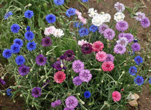 Bachelor Button High Mix Seeds for gardeners building out beds and borders
