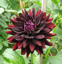 Blue Dahlia Seeds for growers filling out the DIY Flower Garden