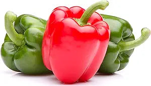 California Pepper Schinus molle for planting in garden