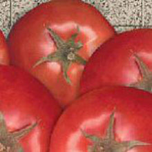 Bella Rosa Vffna Tomato Seeds (Solanum lycopersicum) for a reliable harvest in the Vegetable Patch
