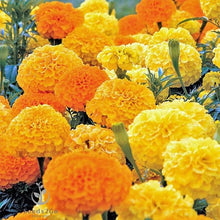 Crackerjack Mix Marigold - for planting in home garden