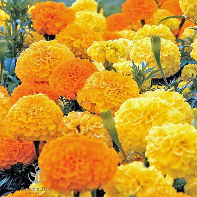 Crackerjack Mix Marigold - for planting in home garden