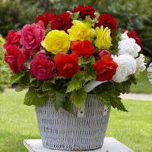Mixed Begonia Seeds for growers seeking a long-blooming display