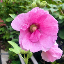 Hollyhock Seeds for a lasting display in the Alcea garden flower fence