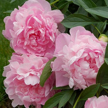 Elegant Pink Peony Seeds valued for bonsai & Potted Plants