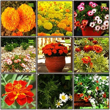 Wintergreen Seeds for a bright addition to the Perennial Garden