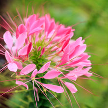 Cleome Rose Queen Spider Seeds for growers filling out the Pink Garden Blooms