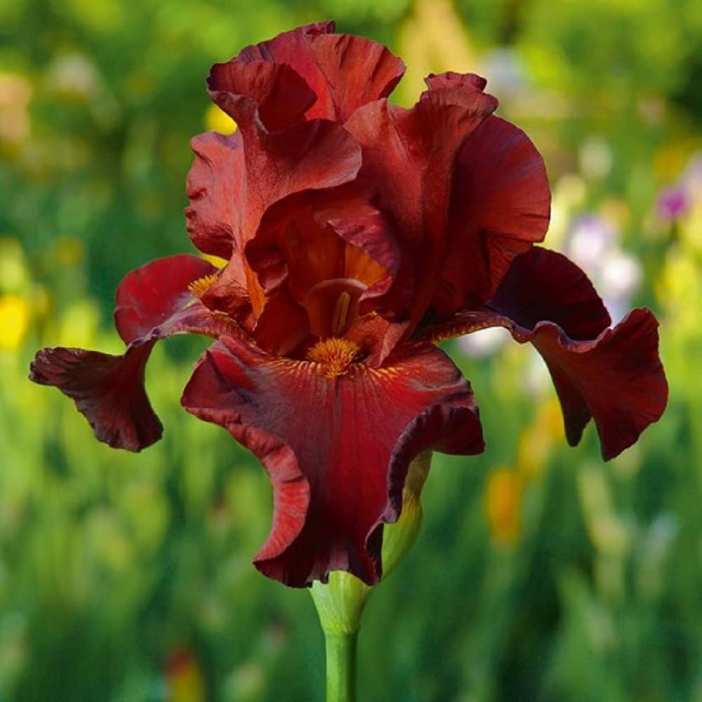 Iris Iris germanica seeds for planting in flower bed