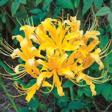 Stone Lycoris Seeds (Lycoris radiata) for gardeners building out beds and borders