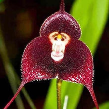 Monkey Face Orchid Perennial Seeds for growers seeking a long-blooming display
