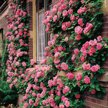 Climbing Rose mixed color seeds