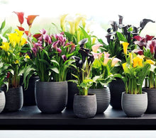 Calla Lily Bonsai Flower Seeds