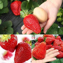 Giant organic strawberry seeds for garden fruit planting