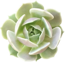 Echeveria Cante cm Choice White Leaved Mexican Rosette Succulent Seeds for easy-care planting in pots or beds