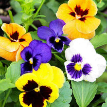 Pansy Seeds (Viola tricolor) for seasonal color across the Flower Bed & Garden