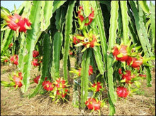 Dwarf Dragon Fruit Bonsai Seeds for growers wanting a homegrown harvest