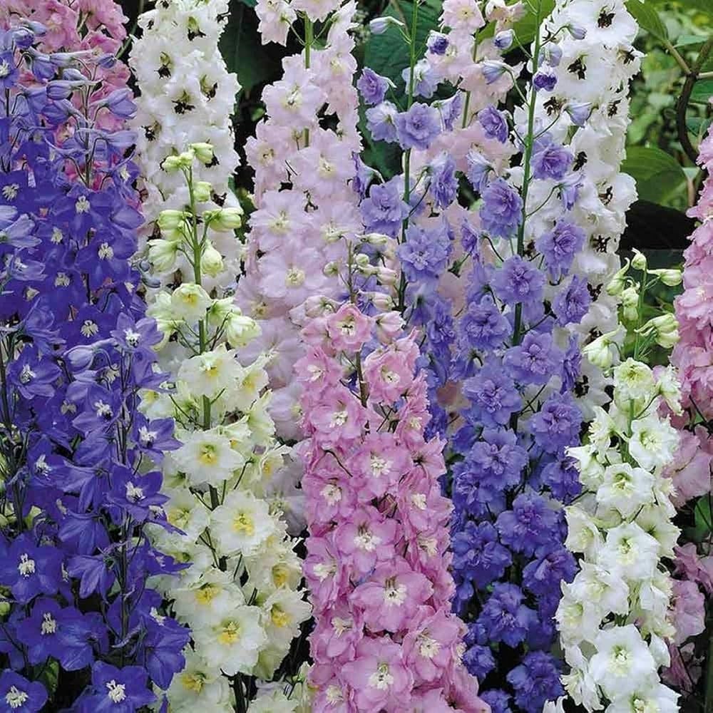 Larkspur Rocket Consolida Mixed Colors Hardy Flower - for planting in home garden