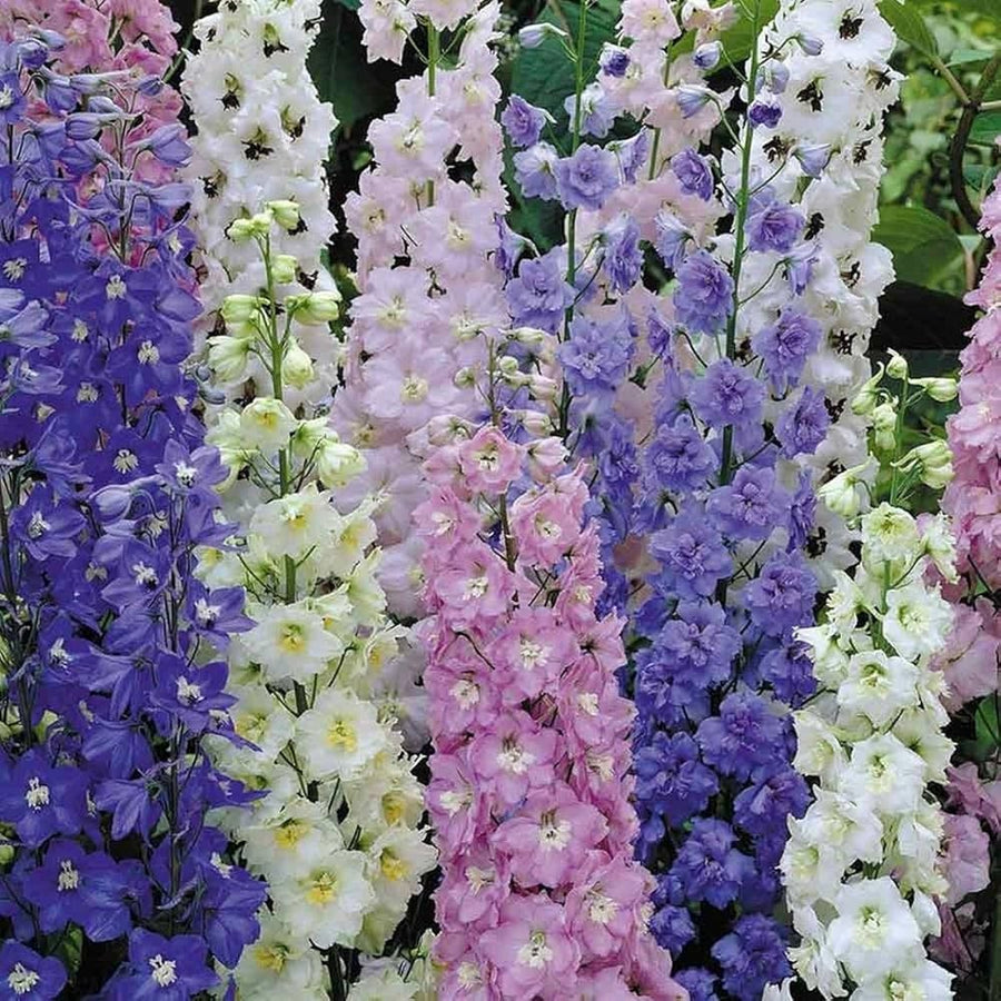 Larkspur Rocket Consolida Mixed Colors Hardy Flower - for planting in home garden